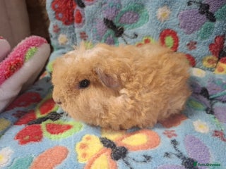 Guinea Pig rodents Baby Merino Boar / Young Adult Sheltie Boar RTL - Advert 19