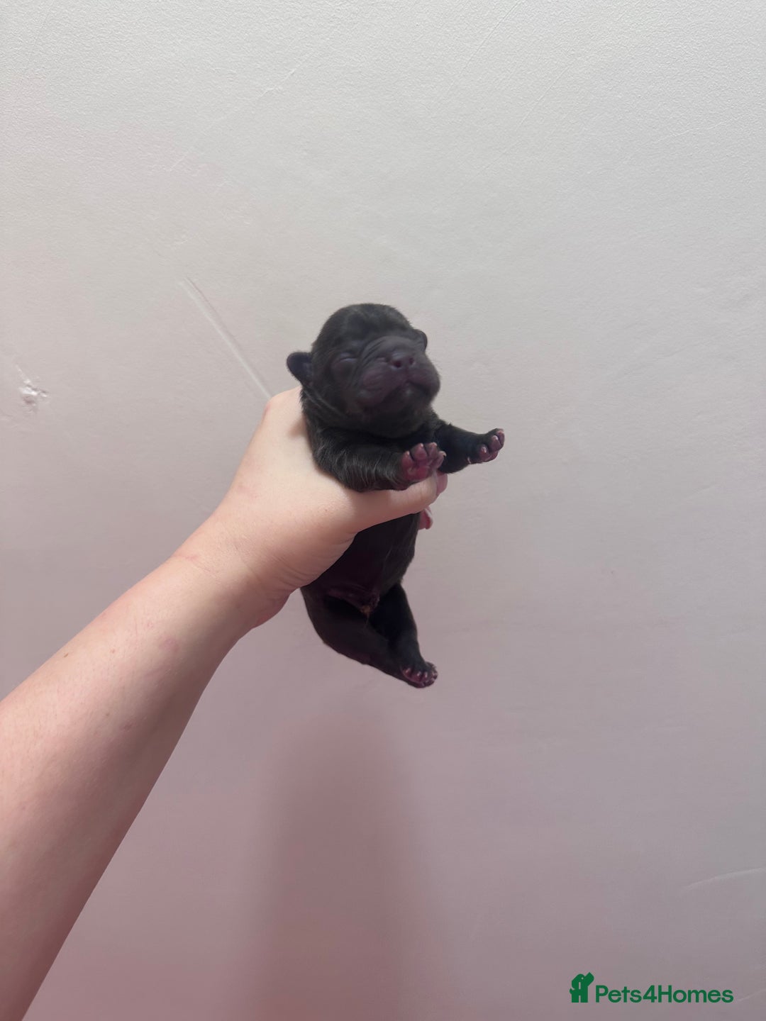 French Bulldog dogs for sale: Fluffy FrenchBulldogs - Image 3