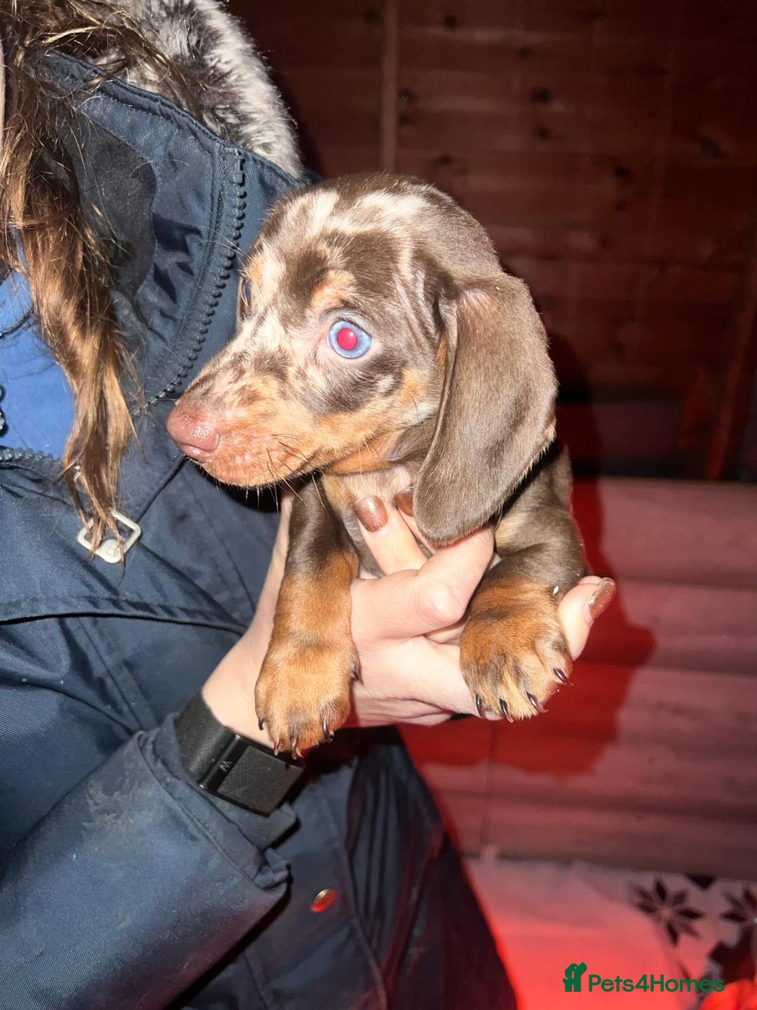 Miniature Dachshund dogs for sale: 3 beautiful mini sausages - Advert 10