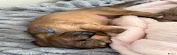 Miniature Dachshund dogs for sale: 5 beautiful miniature dachshund  - Advert 4