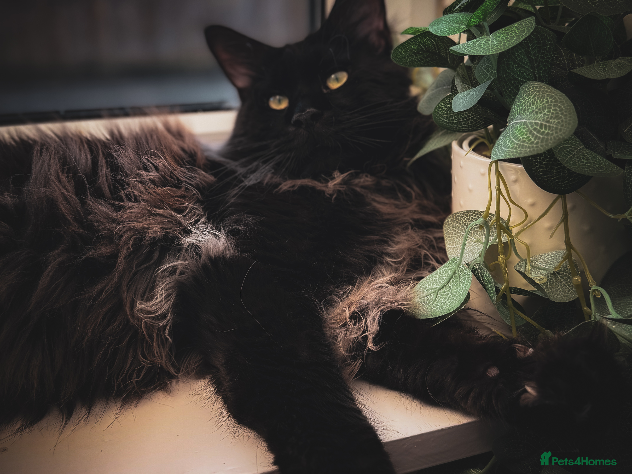 Maine Coon cats GCCF & TICA XXL MAINE COON (ACTIVE) - Advert 1