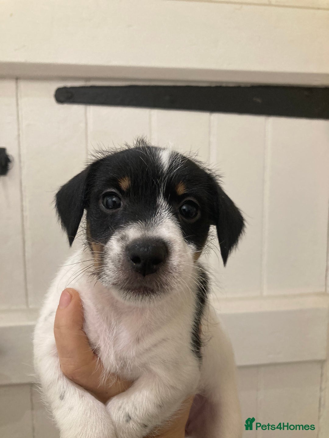 Jack Russell dogs for sale: Jack Russel pups. Two left one girl one boy - Advert 19