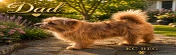 Mixed Breed dogs for sale: Stunning NORFOLK TERRIER X JACK RUSSELL  in Chester - Advert 6