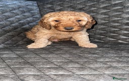 Cockapoo dogs for sale: 6 cockapoo F1 puppies seeking their forever homes - Advert 6
