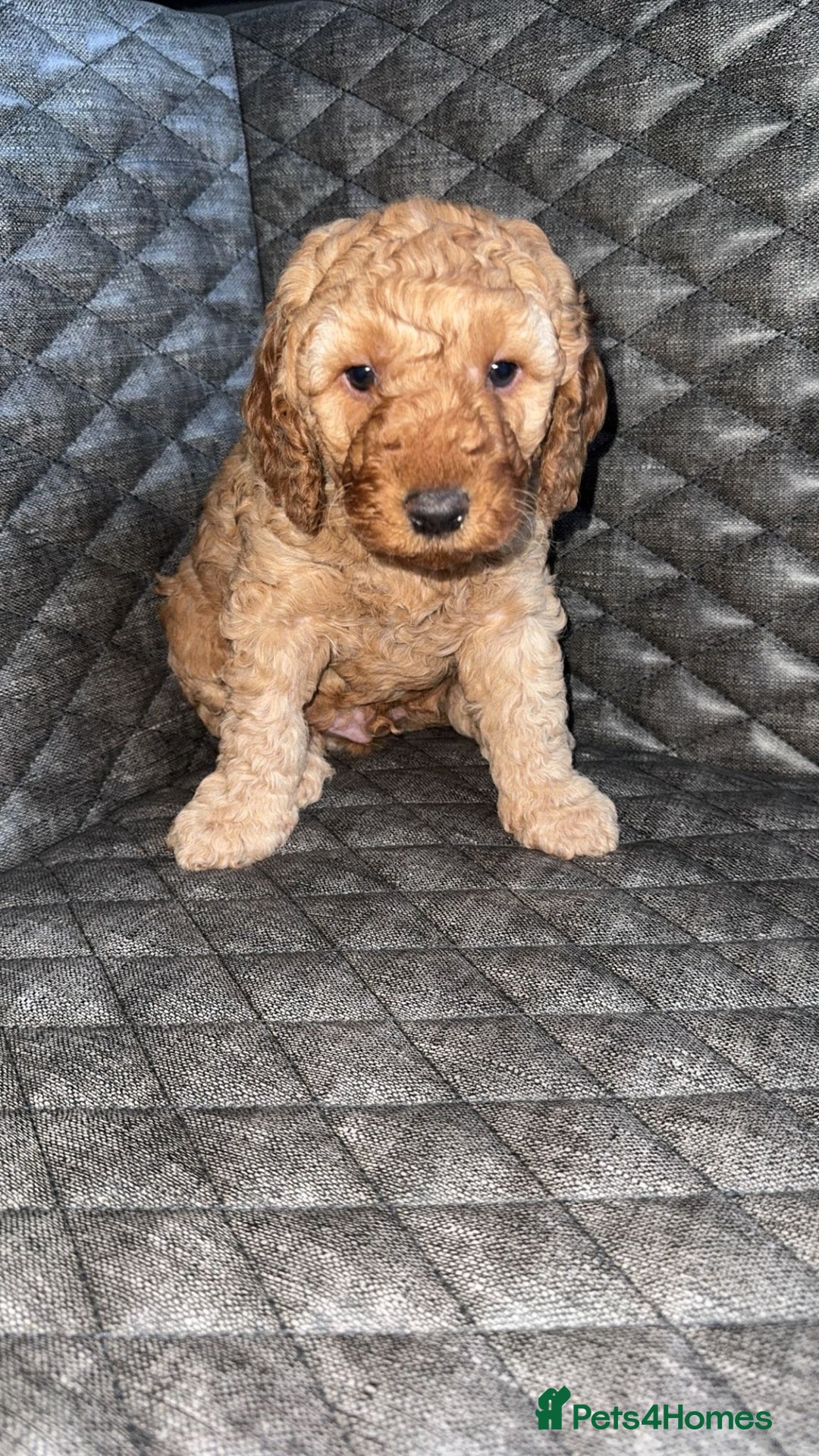 Cockapoo dogs for sale: 6 cockapoo F1 puppies seeking their forever homes - Advert 6