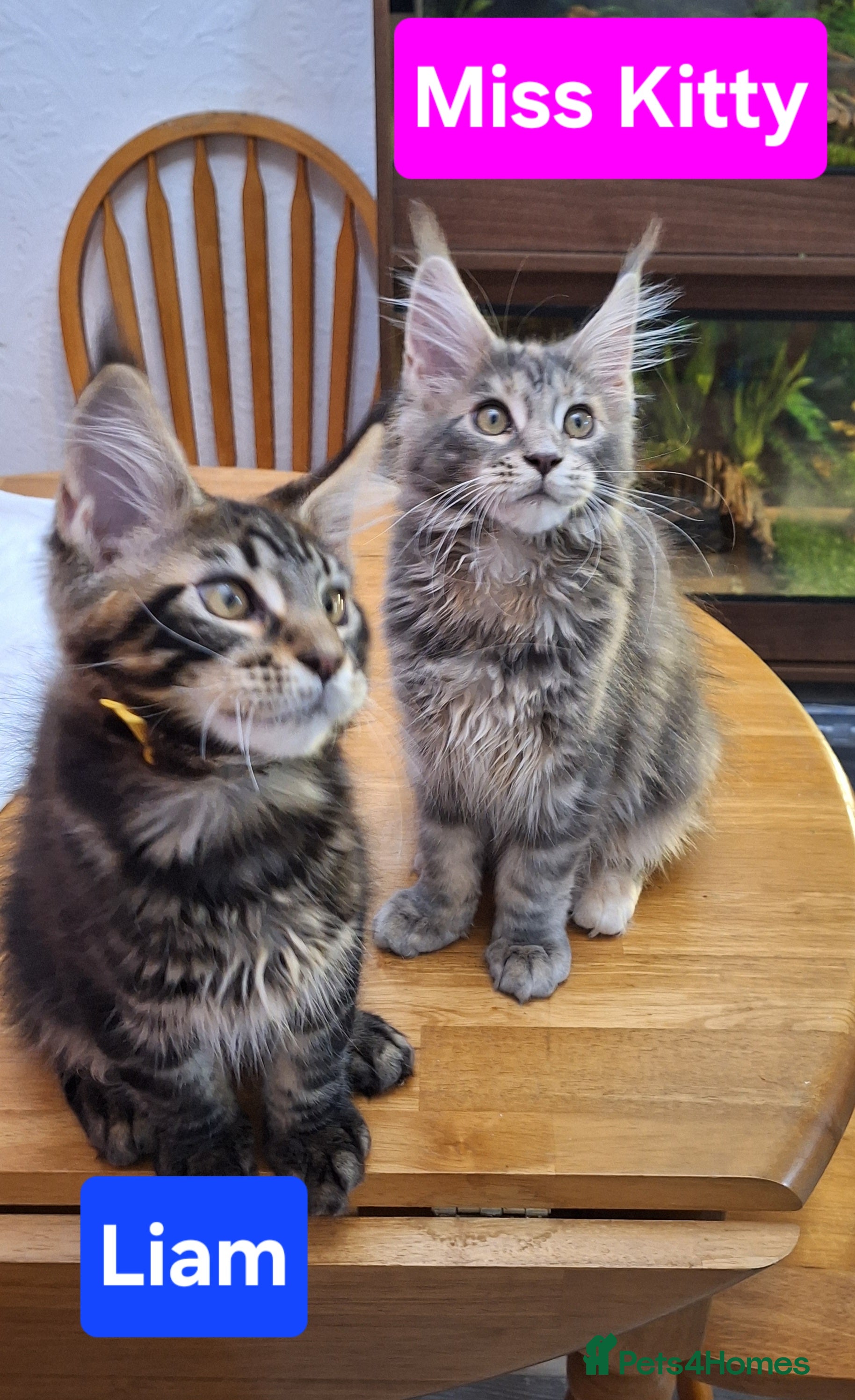 Maine Coon cats 😻 Ready Now Gorgeous Maine Coon Kittens 😻 - Advert 13
