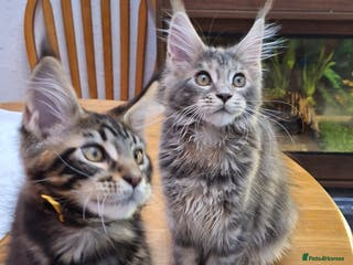 Maine Coon cats 😻 Ready Now Gorgeous Maine Coon Kittens 😻 - Advert 3
