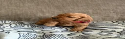 Australian Labradoodle dogs for sale: Miniature Australian doodle puppies - Advert 12