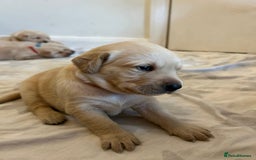 Labrador Retriever dogs for sale: Yellow Labrador Puppies  - Image 3