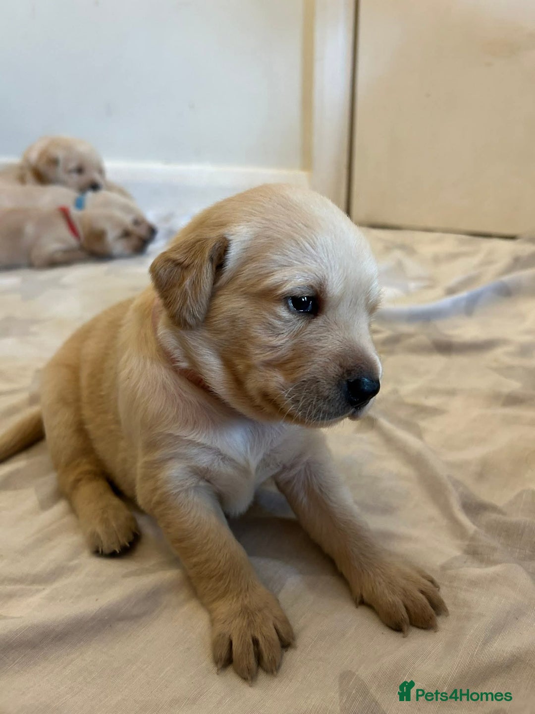 Labrador Retriever dogs for sale: Yellow Labrador Puppies  - Image 3