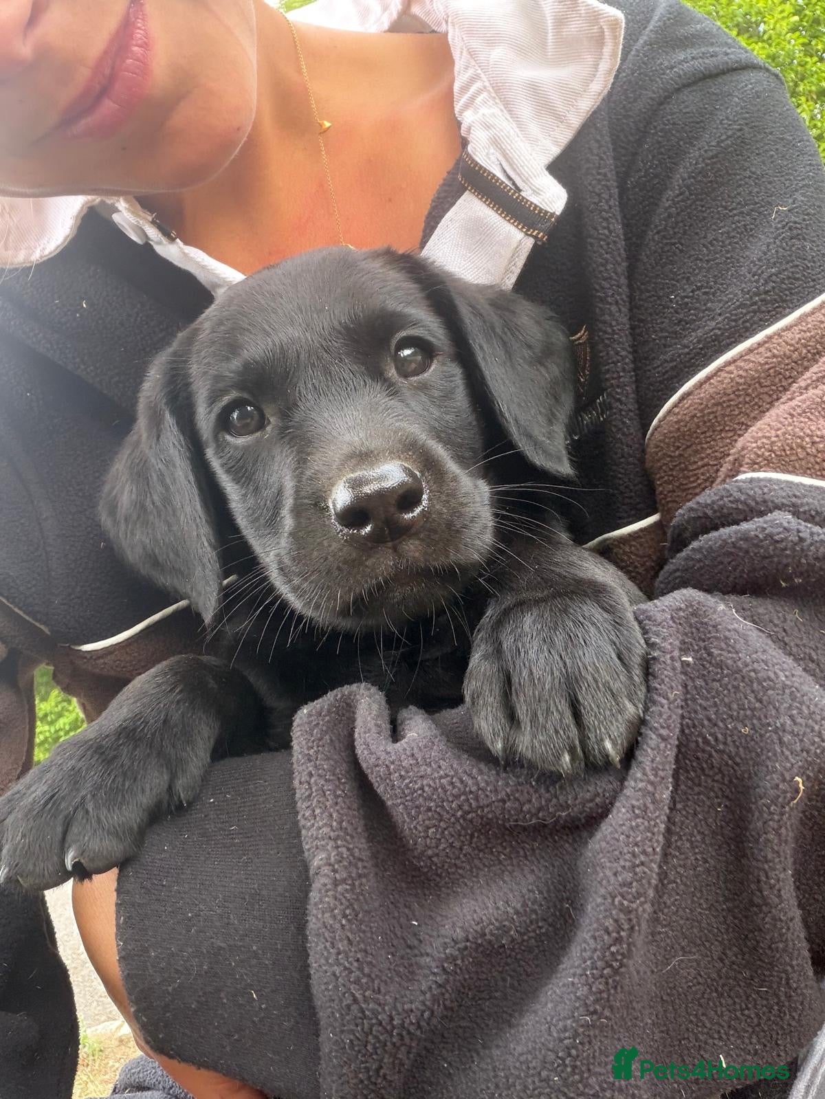 Labrador Retriever dogs One gorgeous bitch left  - Advert 1