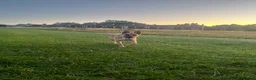 German Shepherd dogs for sale: Free Female German shepherd / Lurcher 1 year old in Gateshead - Advert 22
