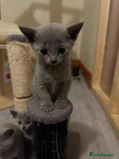 Russian Blue cats beautiful russian blue kittens - Advert 2