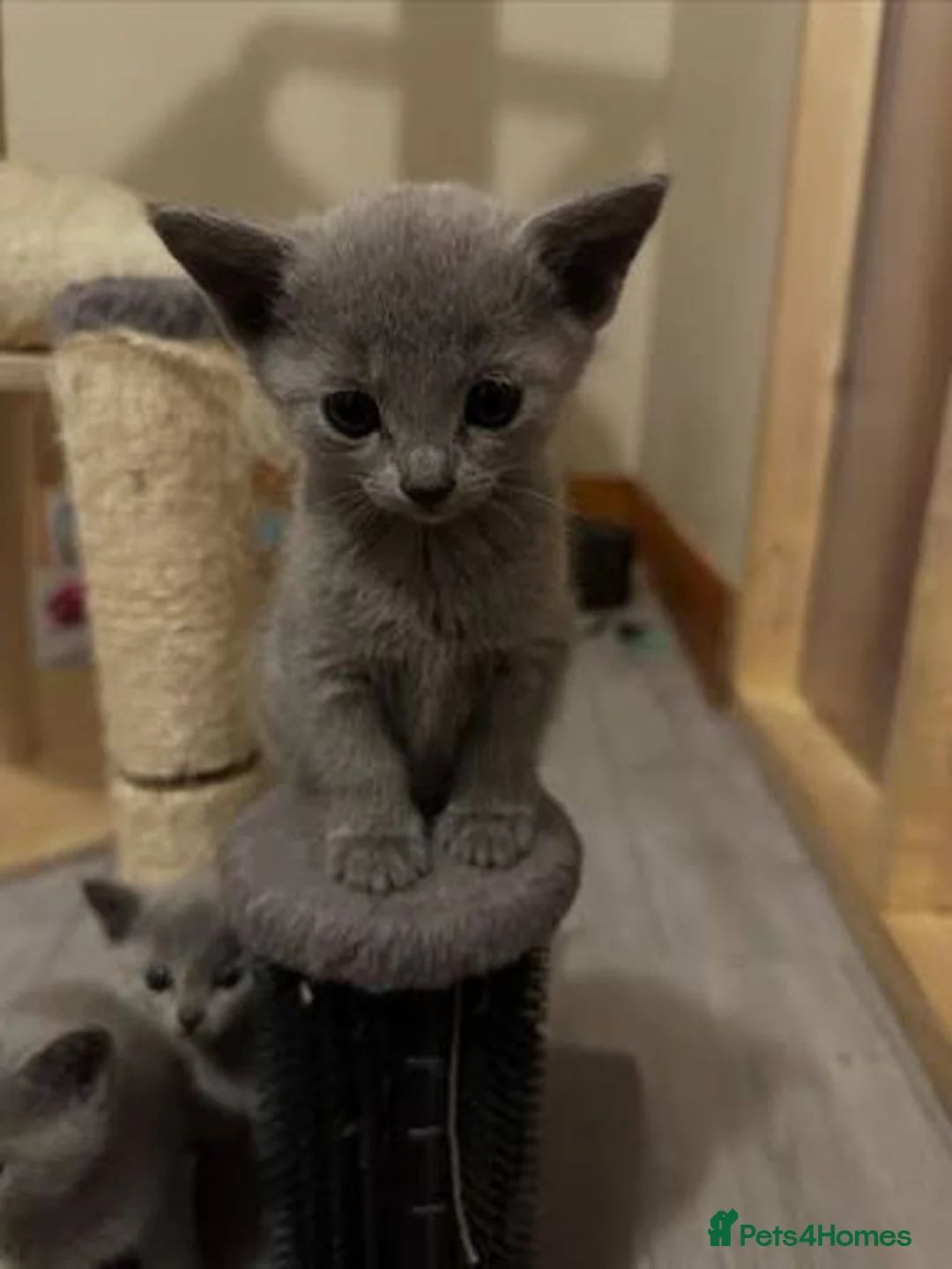 Russian Blue cats for sale: beautiful russian blue kittens - Advert 1