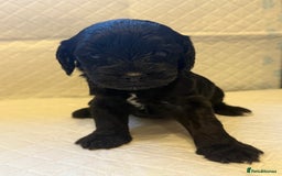 Cockapoo dogs for sale: Cockapoo F2 beautiful puppies  - Image 17