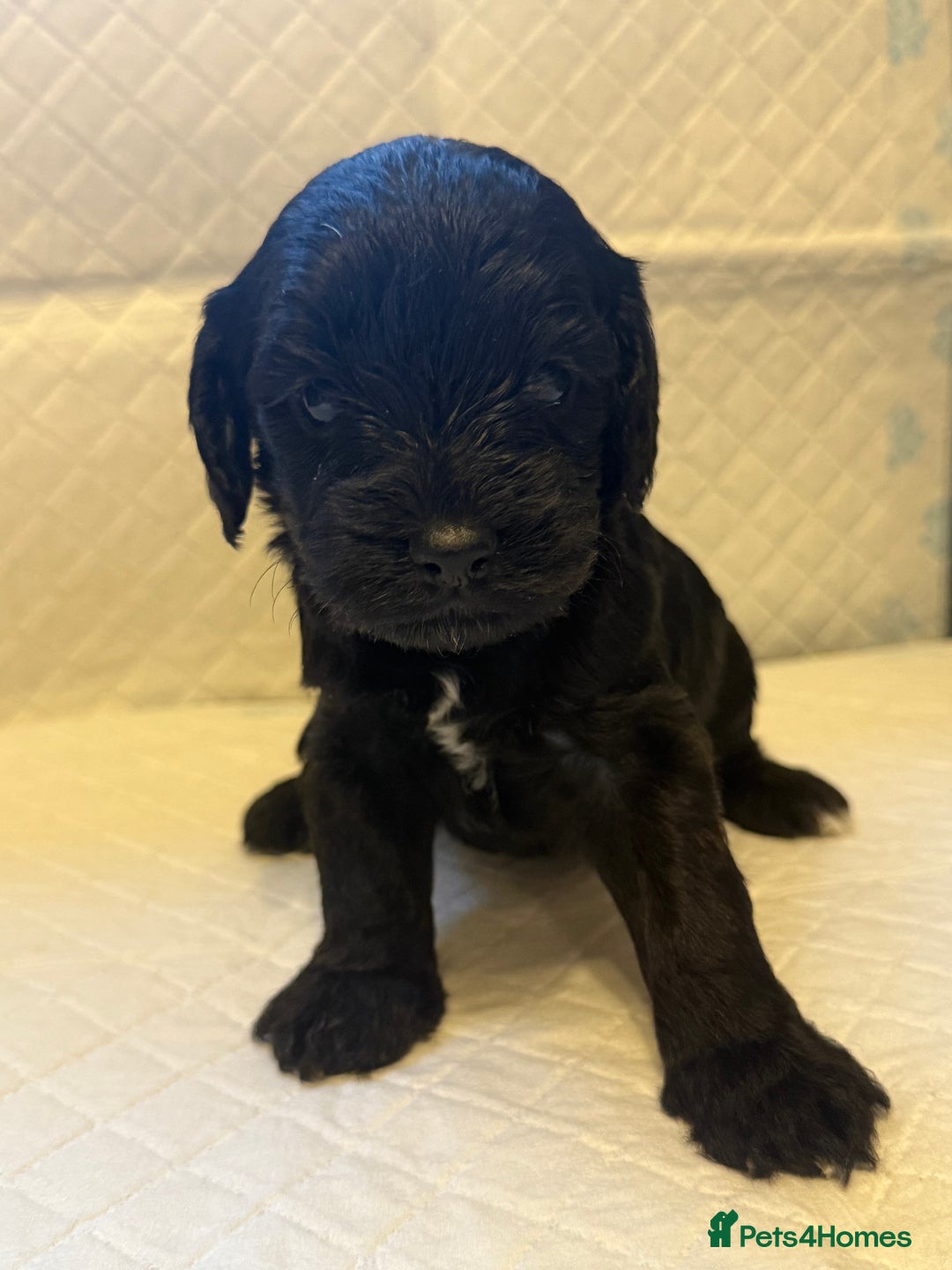 Cockapoo dogs for sale: Cockapoo F2 beautiful puppies  - Image 17