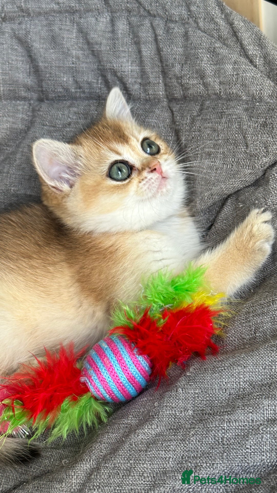 British Shorthair cats for sale: BSH Golden kittens exc quality🏆 Champion line  in Derby - Image 3
