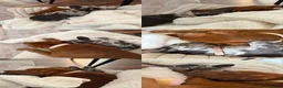 Mixed Breed dogs for sale: Lumi  - Advert 7