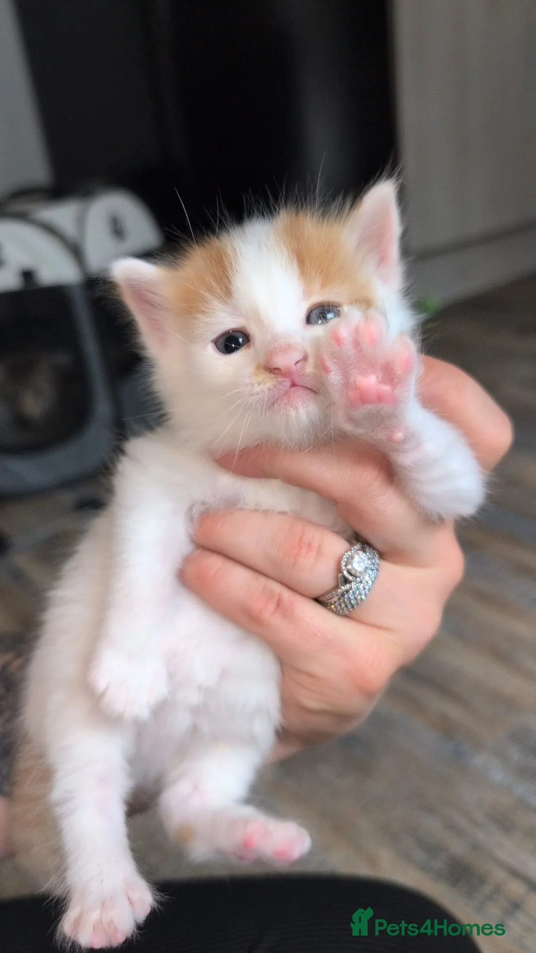 Mixed Breed cats for sale: Maine coon X Norwegian forest cat.  - Advert 14