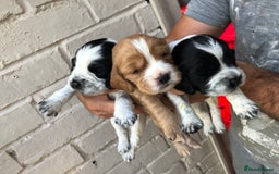 Cocker Spaniel dogs for sale: Cocker spaniel puppys  - Image 1