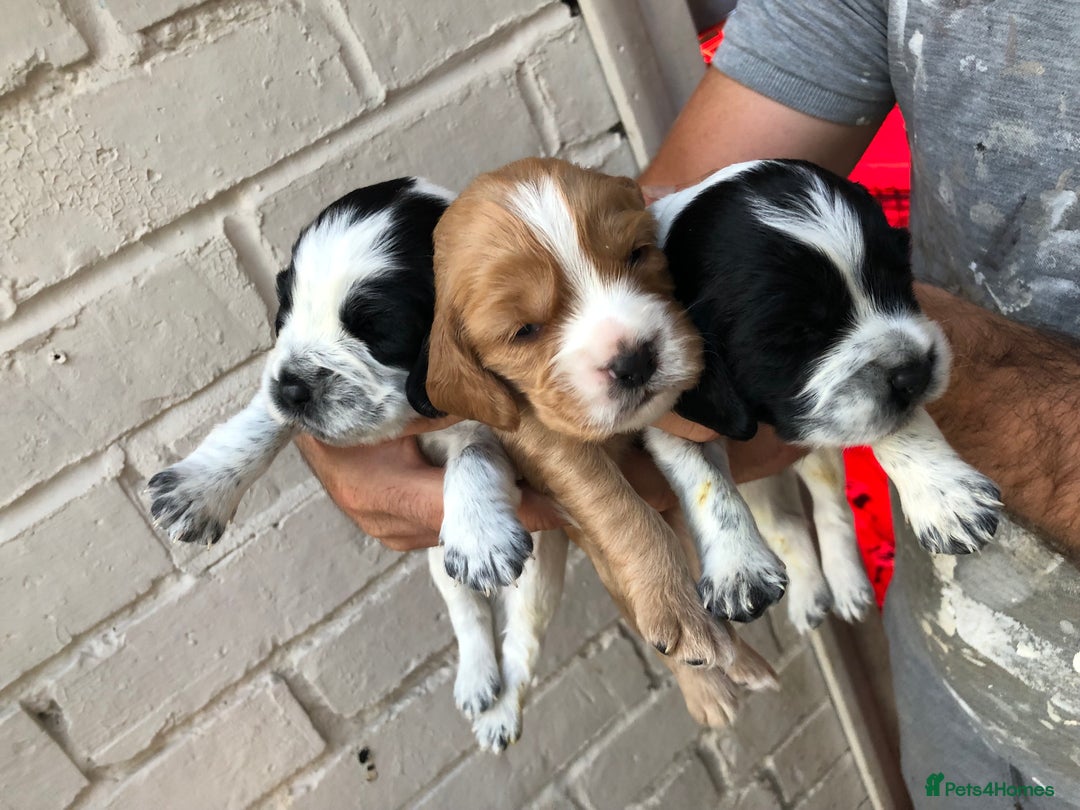 Cocker Spaniel dogs for sale: Cocker spaniel puppys  - Image 1