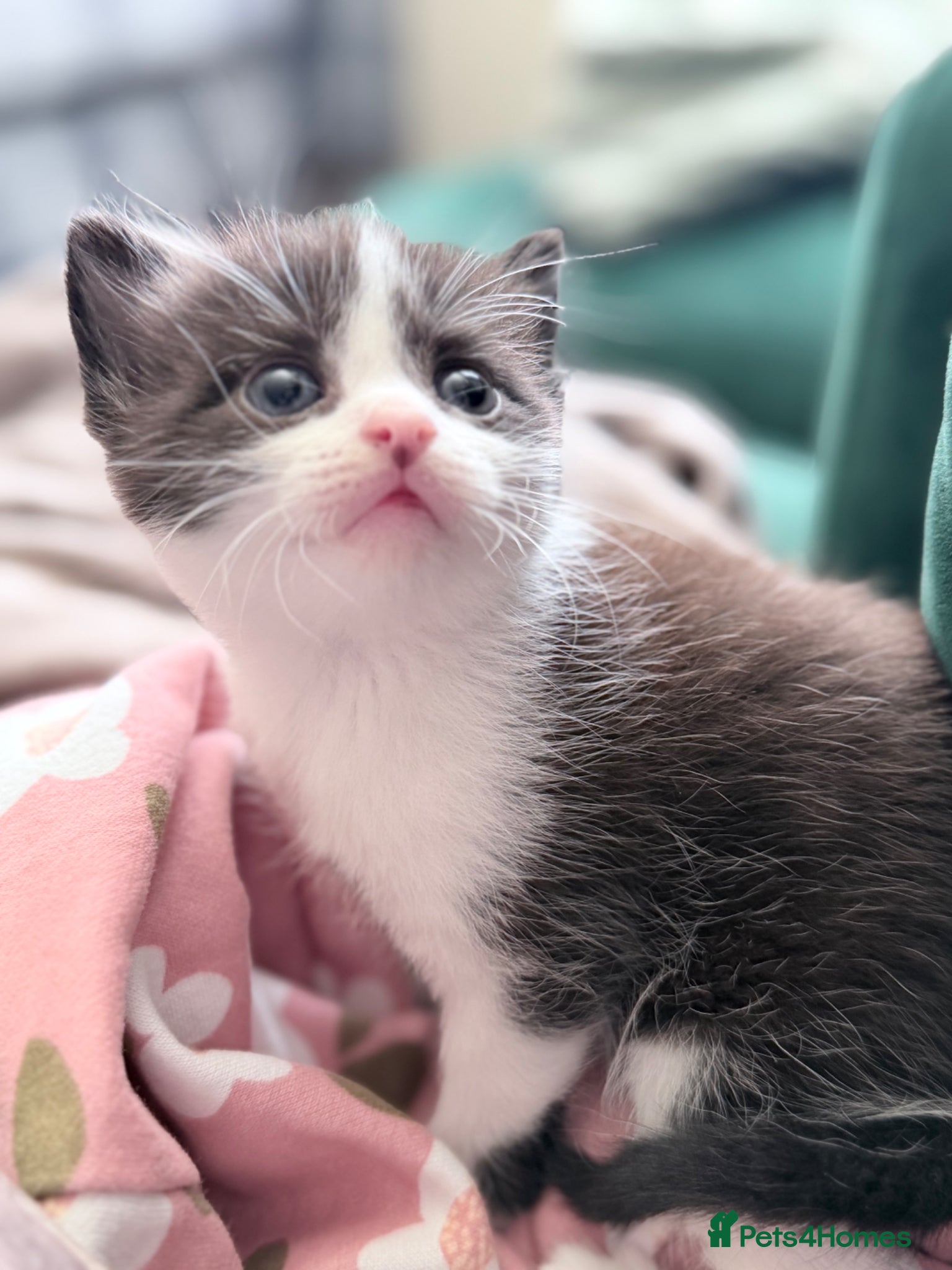 Mixed Breed cats Last boy British Shorthair cross Persian - Advert 1