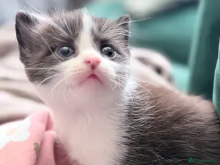 Mixed Breed cats Last boy British Shorthair cross Persian - Advert 1