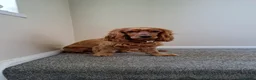 Cocker Spaniel dogs for sale: Jarvis !! - Advert 3