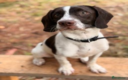 Springador dogs for sale: Springador for sale  - Image 1