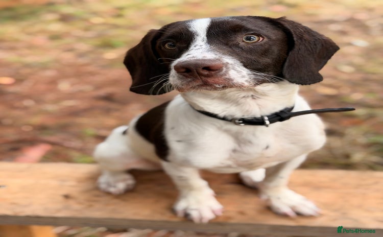 Springador dogs - Advert 1