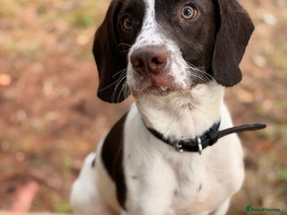 Springador dogs for sale - Advert 1