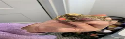Gecko reptiles for sale: Male crested gecko  in Hertford - Advert 4