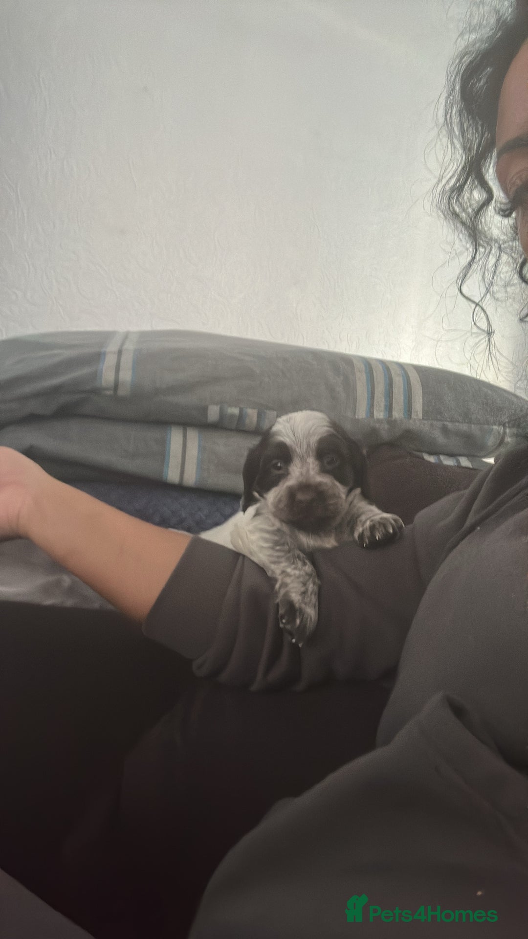 Cocker Spaniel dogs for sale: 🎀🎀2 girls left Adorable cocker spaniel puppies  - Advert 3