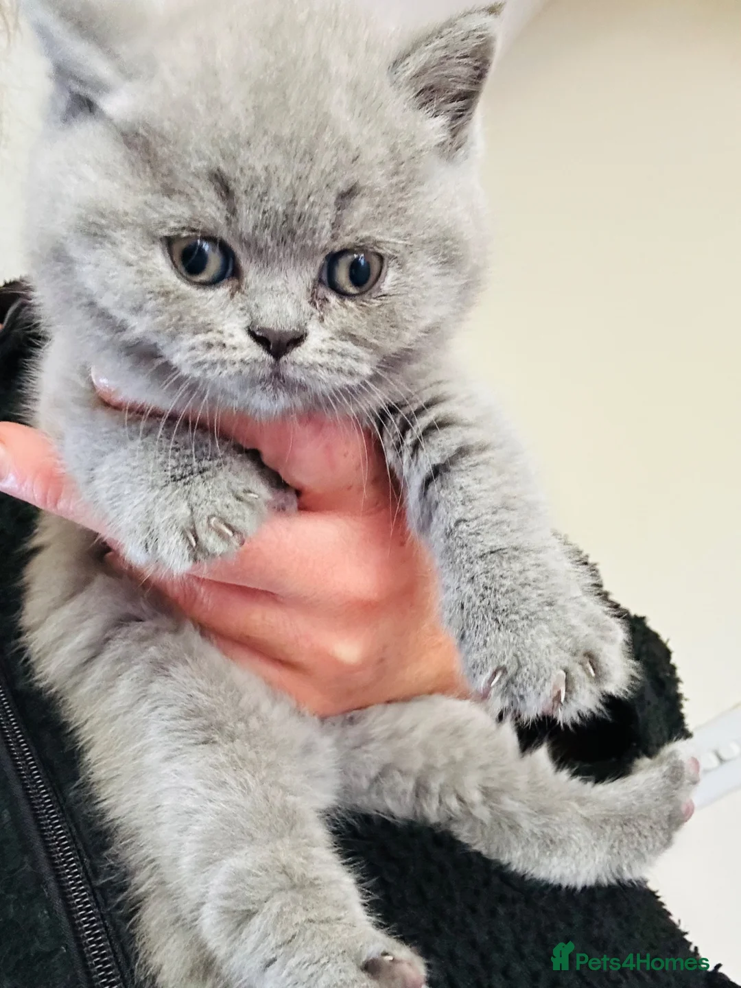 British Shorthair cats for sale: GCCF BSH Kitten  - 1 Blue Girl  - Advert 2