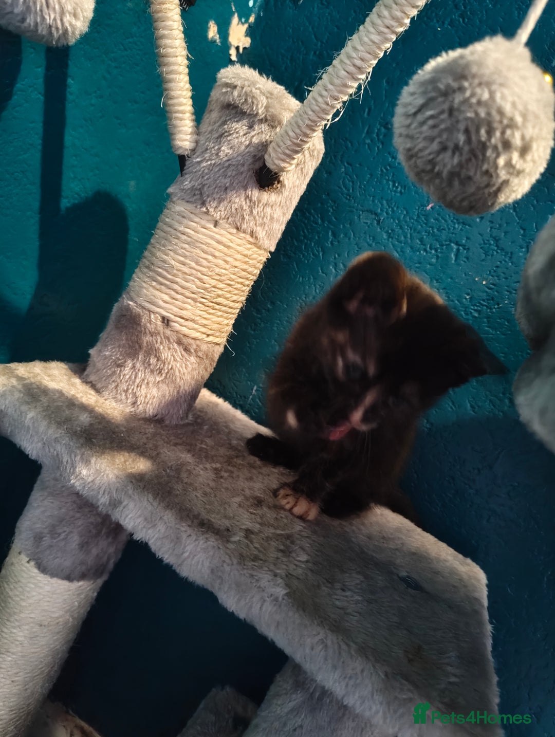 Mixed Breed cats for sale:  3 tortoise shell kittens - Image 6