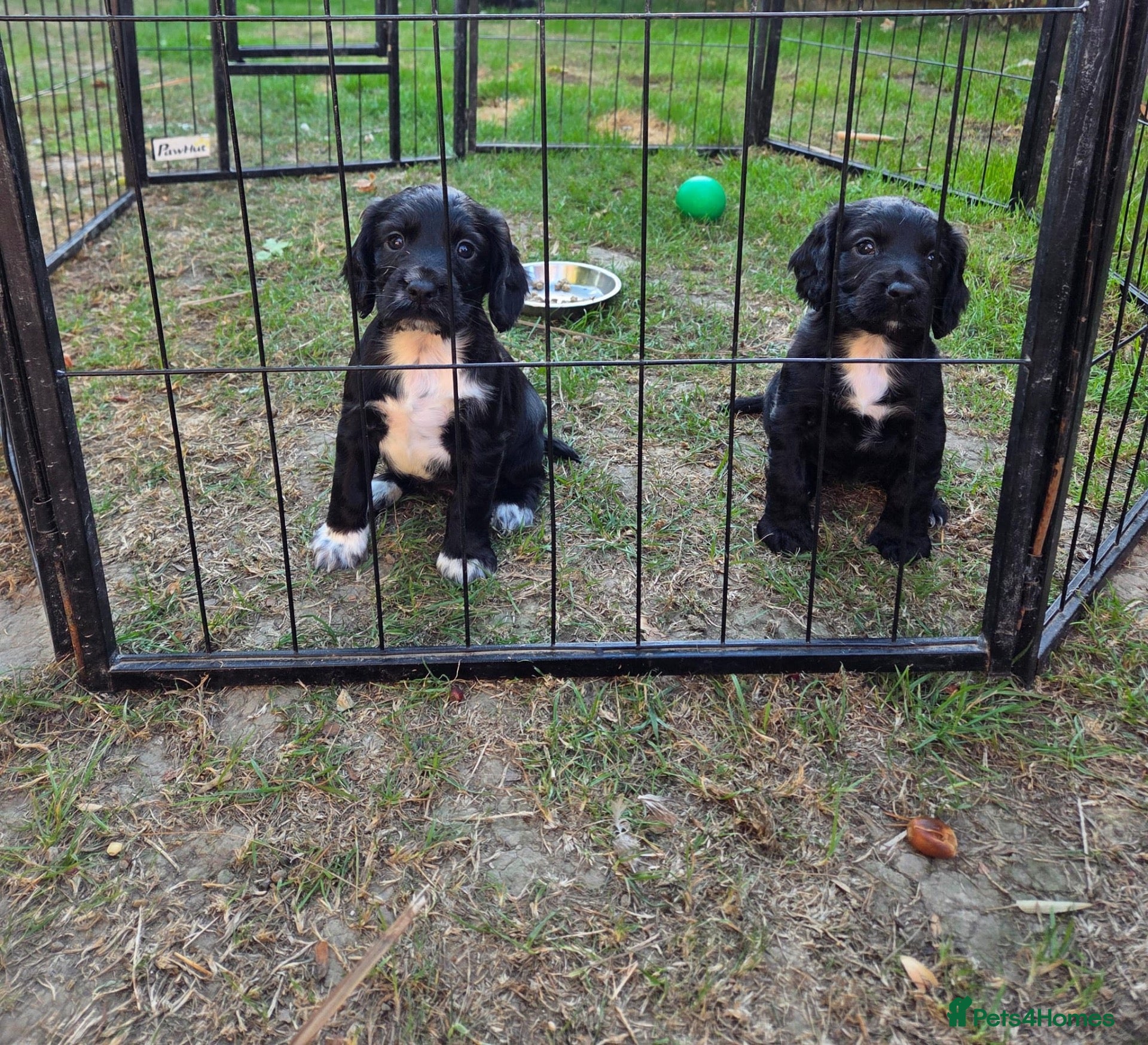 Cocker Spaniel dogs Working cocker spaniel puppies  - Advert 1