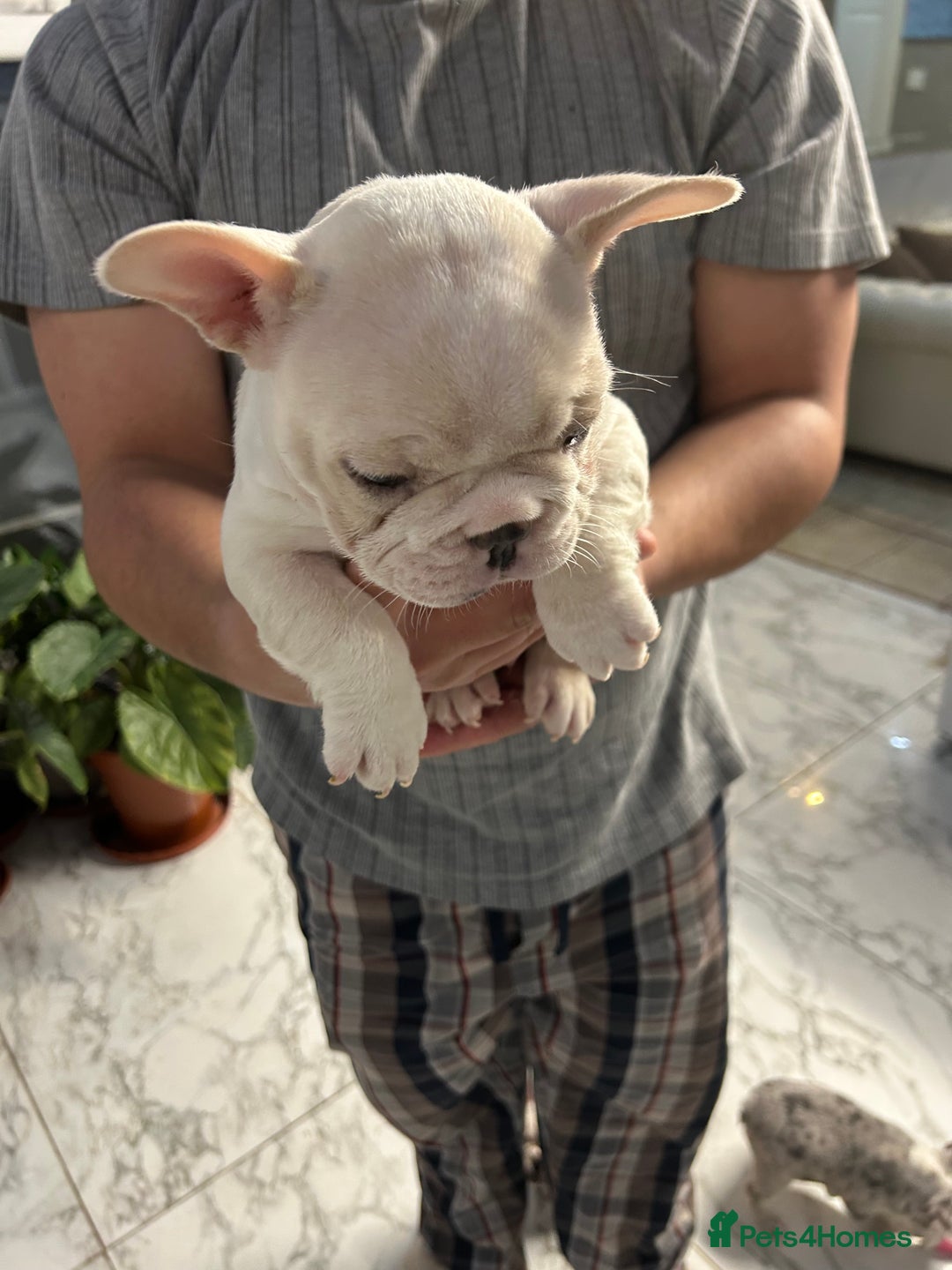 French Bulldog dogs for sale: 3 Extremely beautiful French bull terriers kc reg  - Advert 24