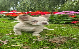French Bulldog dogs for sale: full fluffy frenchy pups - Image 3
