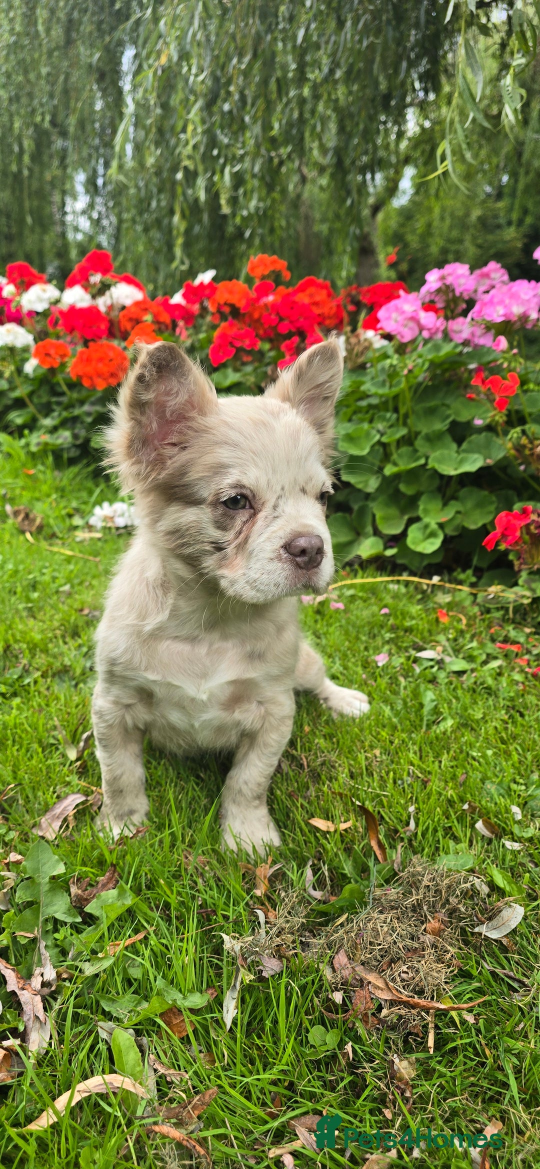 French Bulldog dogs for sale: full fluffy frenchy pups - Image 3