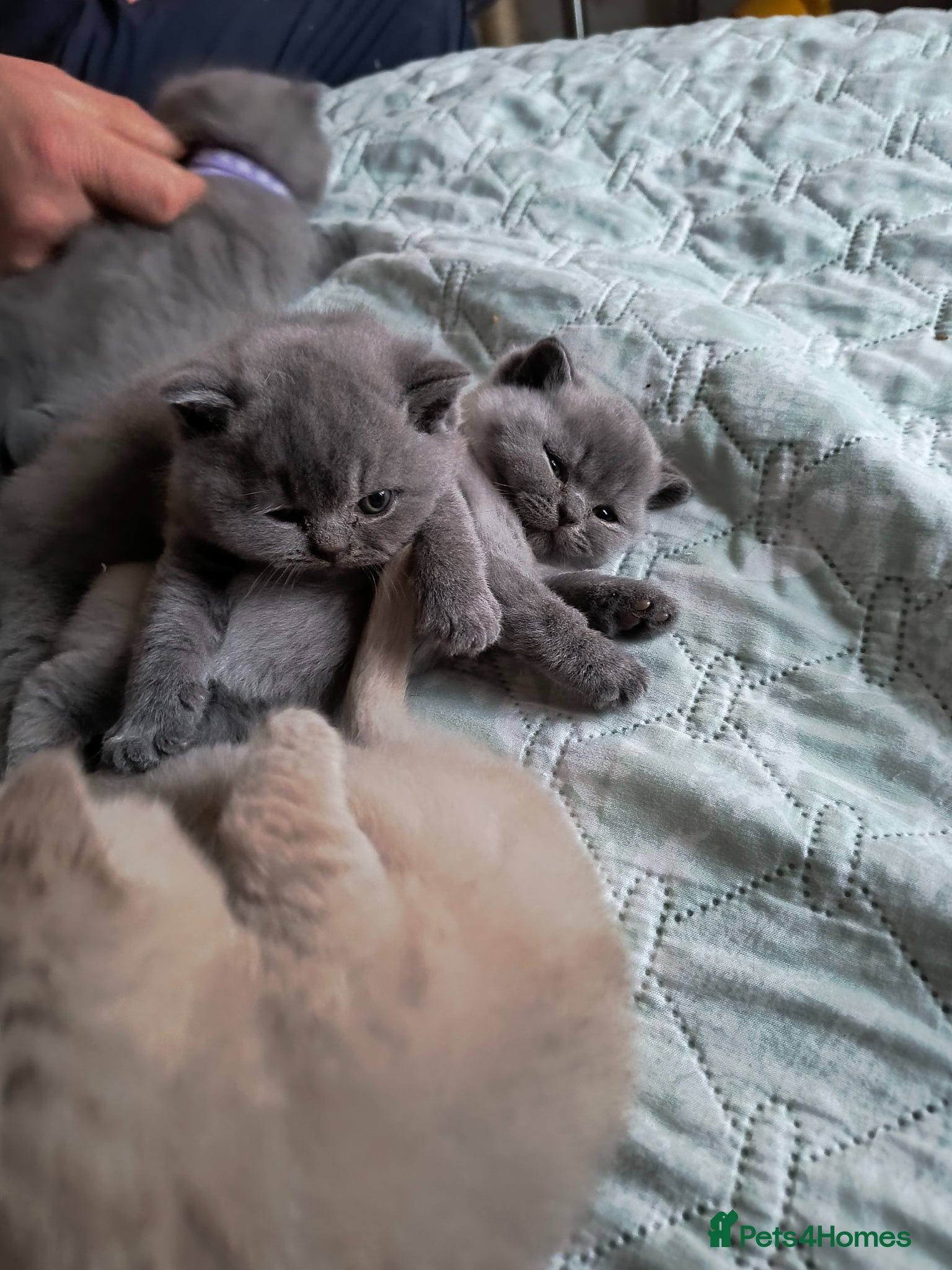British Shorthair cats Magnificent litter Champion bloodline  - Advert 2