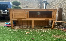 Dwarf Lop rabbits for sale: Free to good home & his cage - Image 3