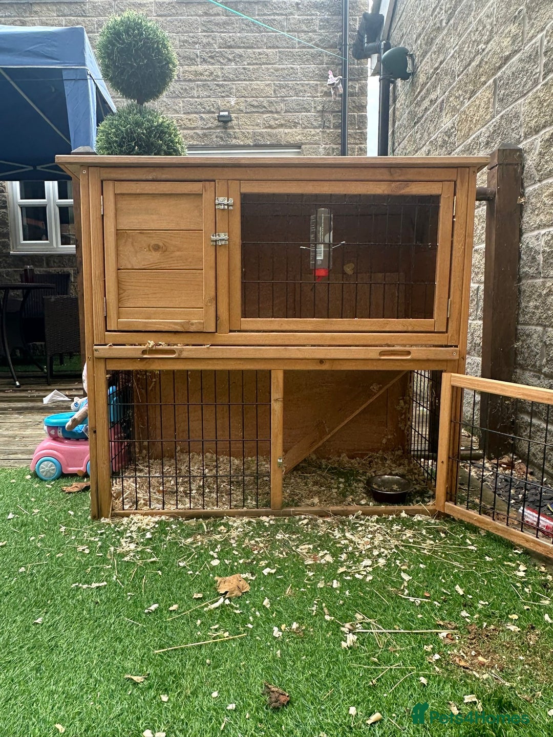 Dwarf Lop rabbits for sale: Free to good home & his cage - Image 3