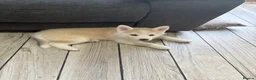 Pomsky dogs for sale: Last gorgeous boy left f3 pomsky - Advert 4