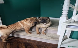 Shar Pei dogs for sale: ONLY 2 LEFT! Beautiful Champion Shar Pei Puppies!  - Image 10