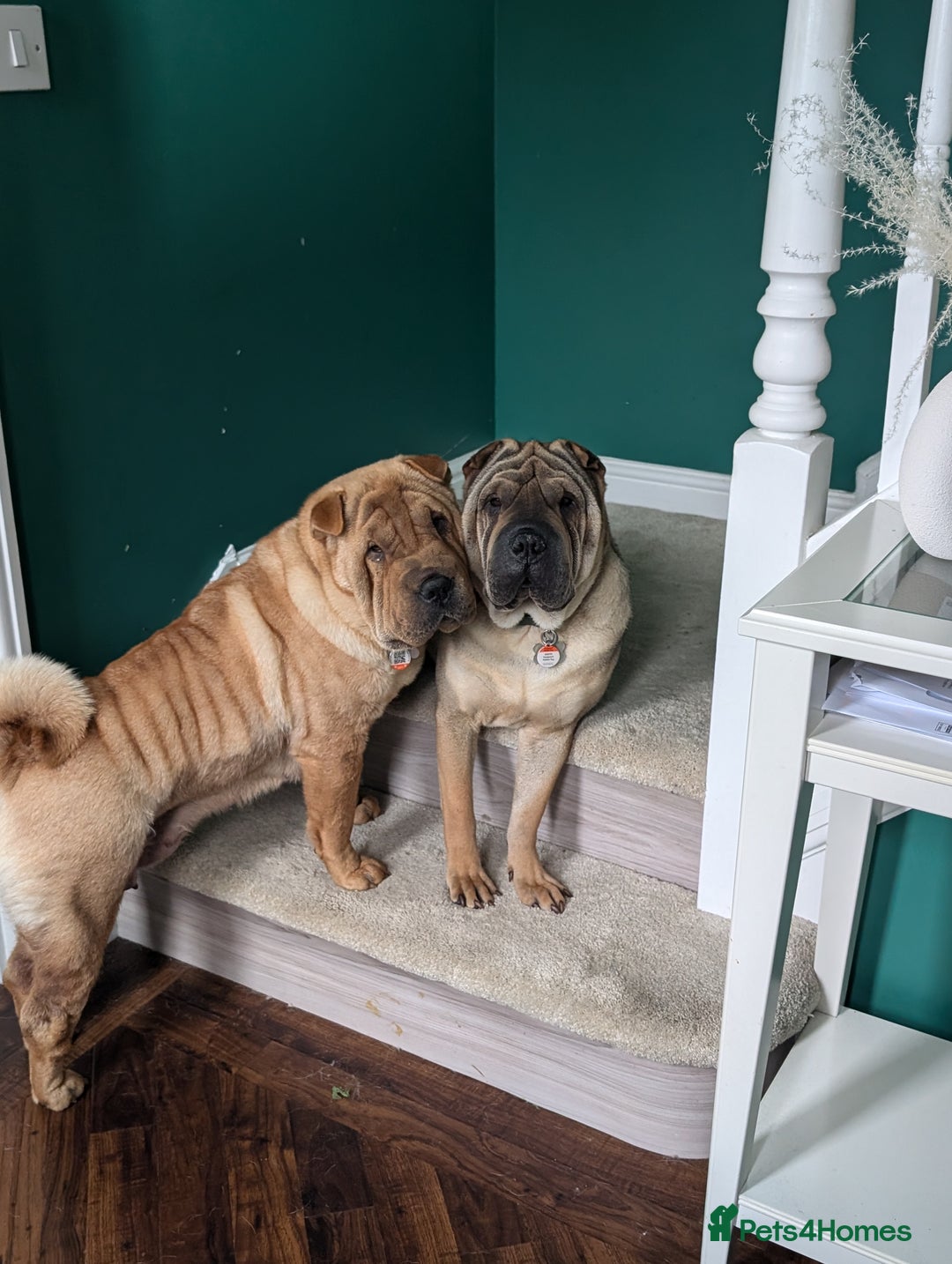 Shar Pei dogs for sale: ONLY 2 LEFT! Beautiful Champion Shar Pei Puppies!  - Image 10