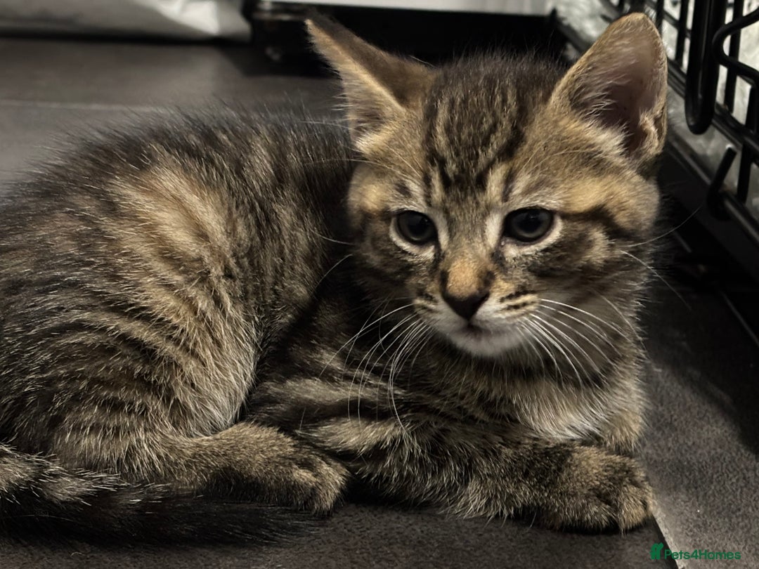 Mixed Breed cats for sale: Kittens ready this week. - Image 2