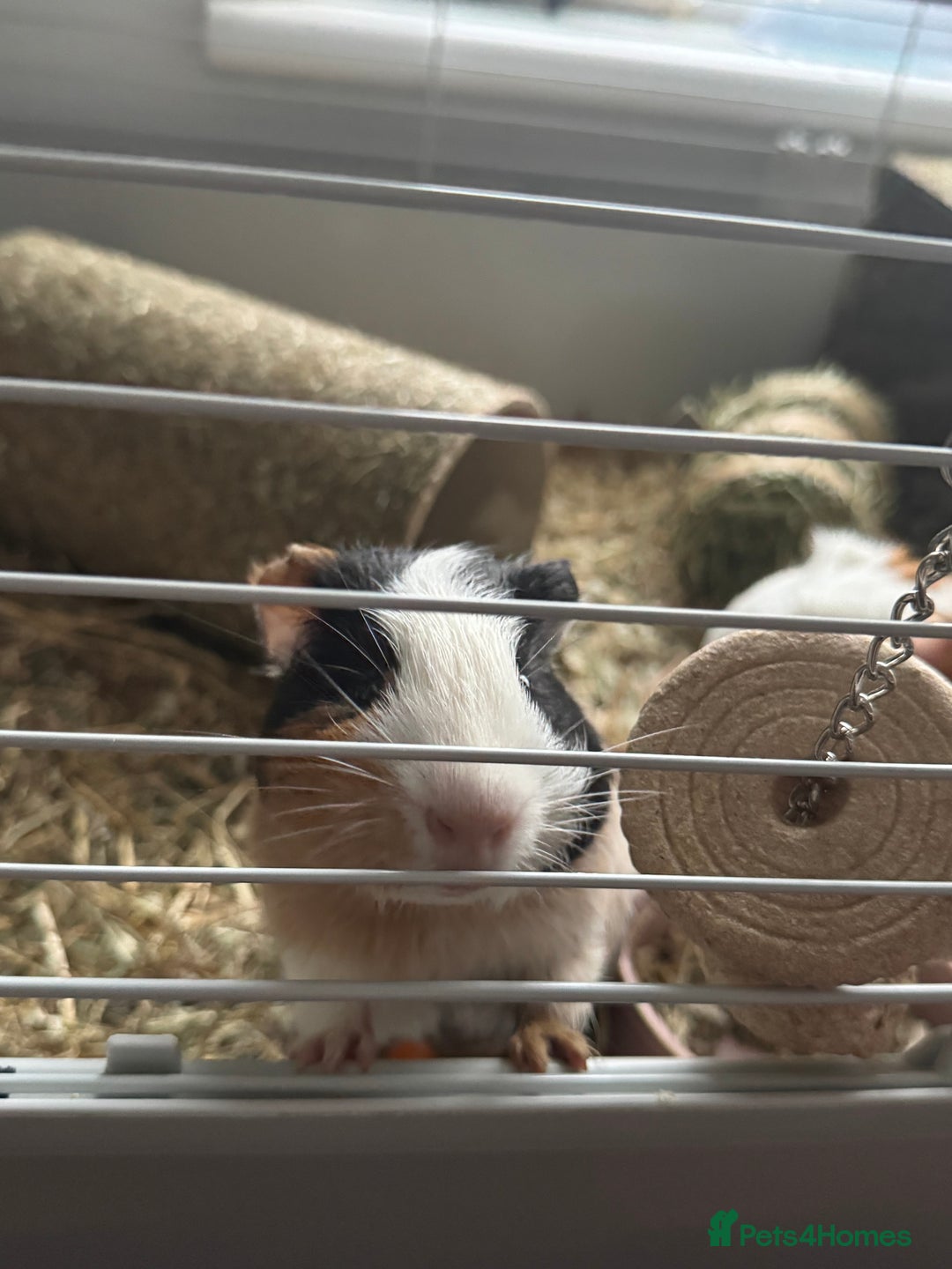 Guinea Pig rodents for sale: 2 guinea pigs for sale  - Advert 6