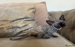 Devon Rex cats for sale: Two Adorable Devon Rex Kittens 💙🩷 - Image 11