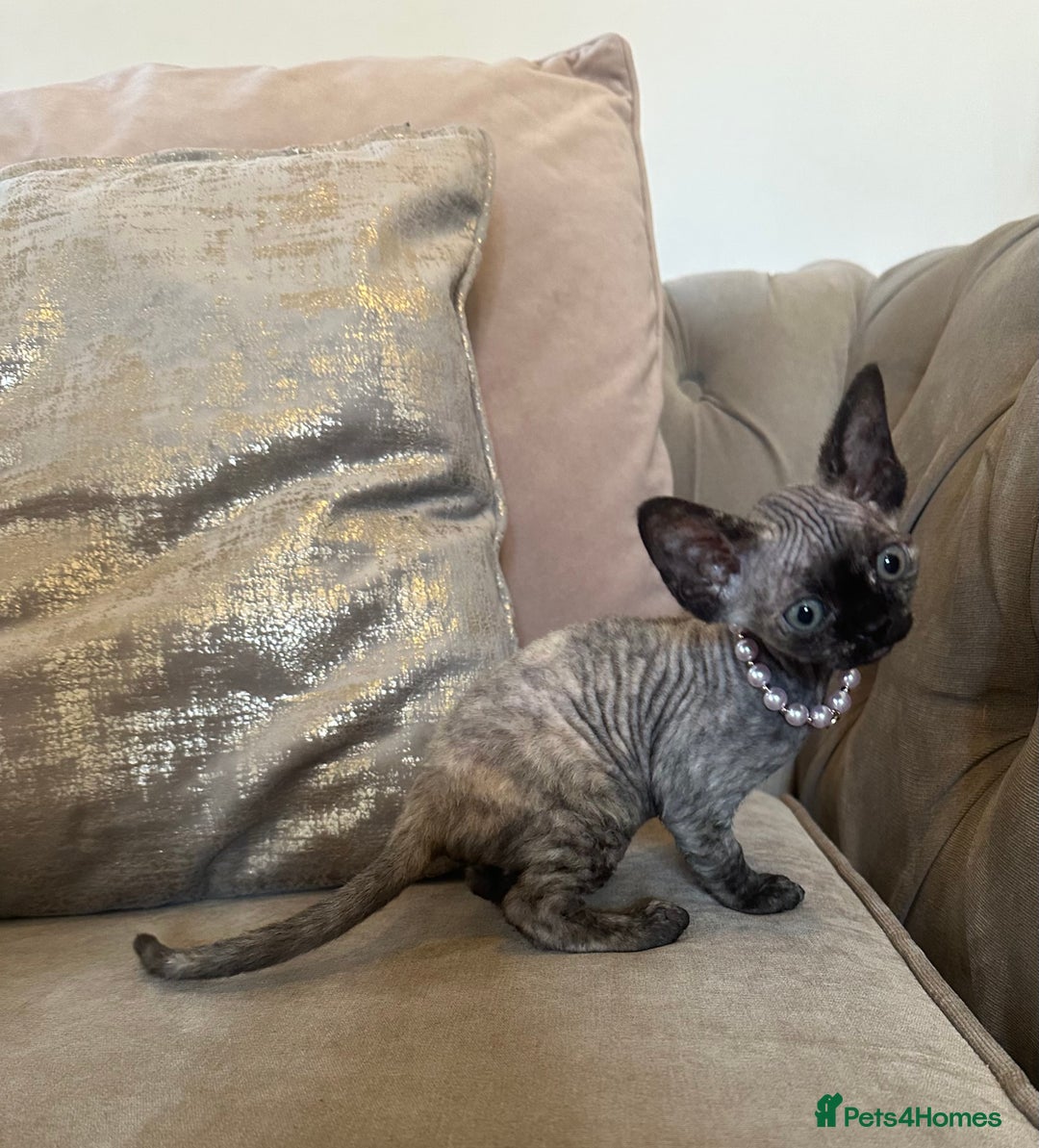 Devon Rex cats for sale: Two Adorable Devon Rex Kittens 💙🩷 - Image 11