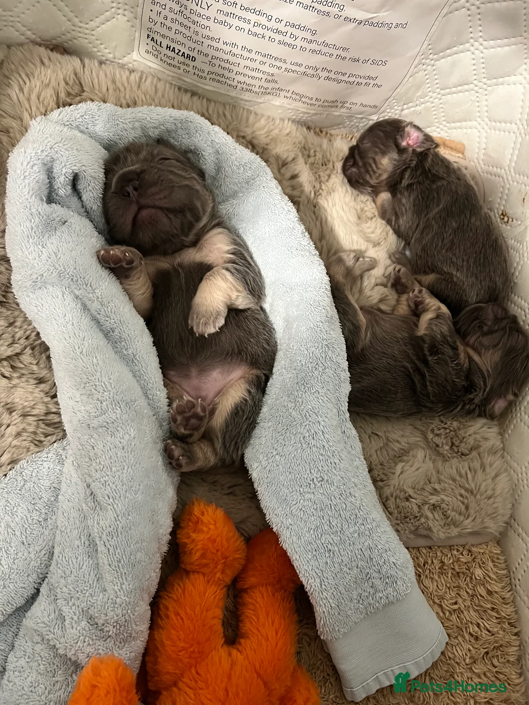 French Bulldog dogs for sale: French Bulldog  **  fluffy  in Bognor Regis - Advert 2